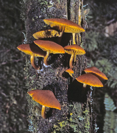 Gymnopilus bellulus